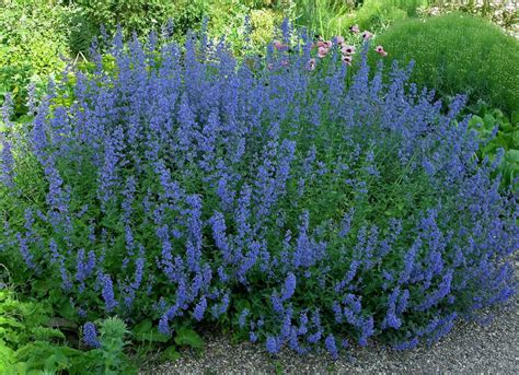 25 Plants That Survive With Or Without You Deer Resistant Perennials
