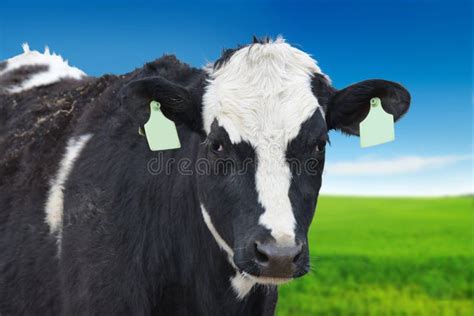 Closeup Of Holstein Cow Head Smelling A Wine Glass Full Of Milk On The