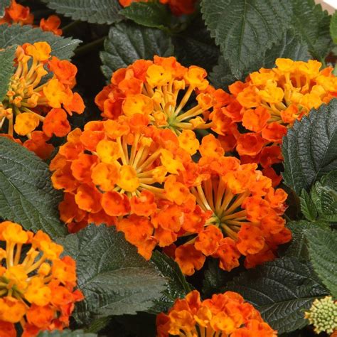 Pruning prune to shape after flowering. Proven Winners Luscious Marmalade (Lantana) Live Plant ...