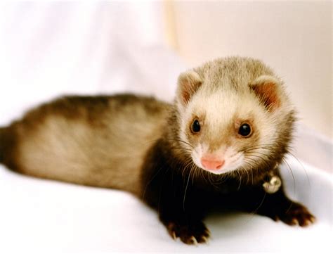 33 Cute Ferret Pictures That Will Make You Smile 2023