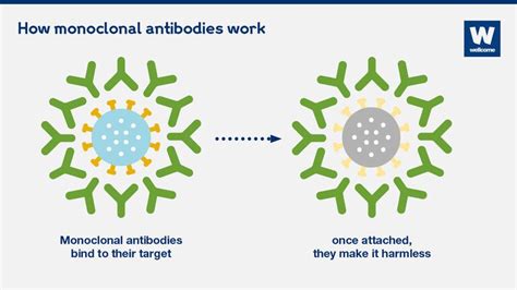 What Are Monoclonal Antibodies And Can They Treat Covid 19 News