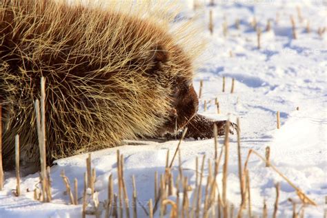 Porcupine In Winter 6229061 Stock Photo At Vecteezy