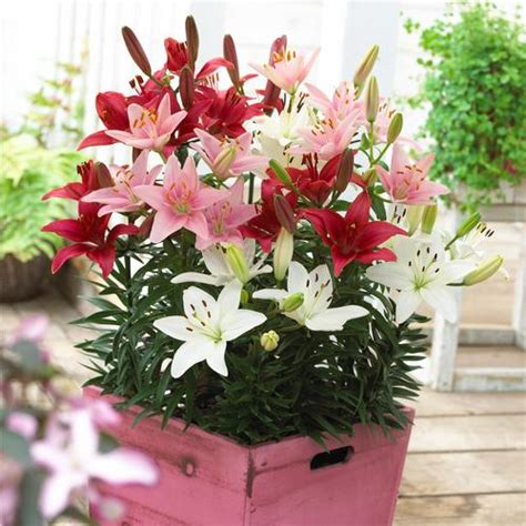 Asiatic Pot Lily Combo Lilium Lily Looks Spring Patio Combo From