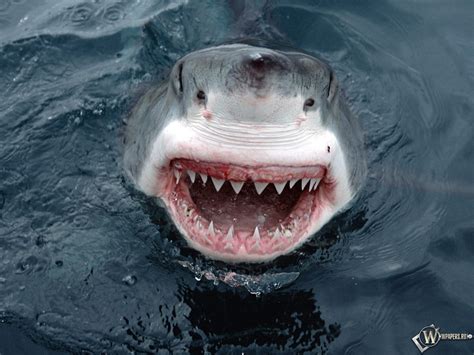 Скачать обои Пасть большой белой акулы Пасть Зубы Акула Белая акула
