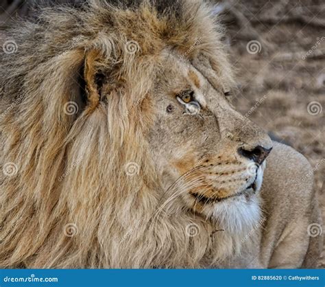 Male Lion Stock Photo Image Of Panthera African Carnivore 82885620