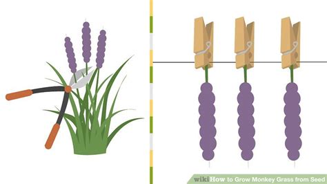How To Grow Monkey Grass From Seed 13 Steps With Pictures