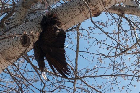A dead bird is a perishable food item used in cooking. Dead birds used to disperse large flock of vultures | News ...