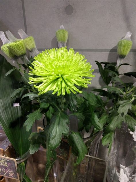 Check spelling or type a new query. I think it would be cool to combine fun flowers like this ...