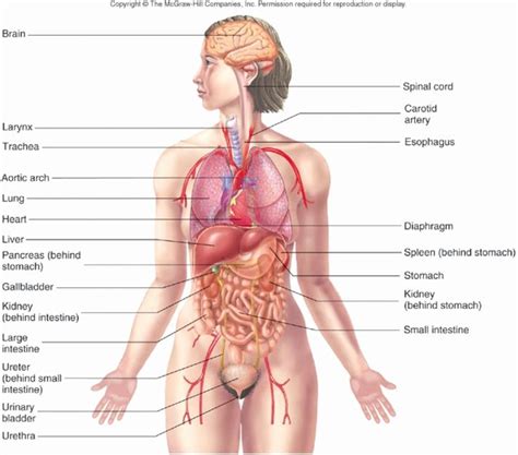 Human Female Anatomy Diagram Koibana Info Human Body Anatomy Human