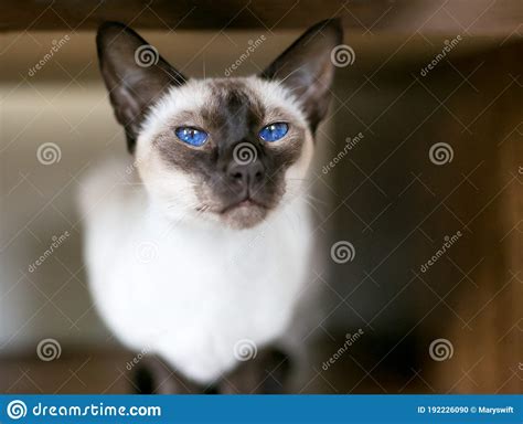 A Purebred Siamese Cat With Bright Blue Eyes Stock Photo Image Of