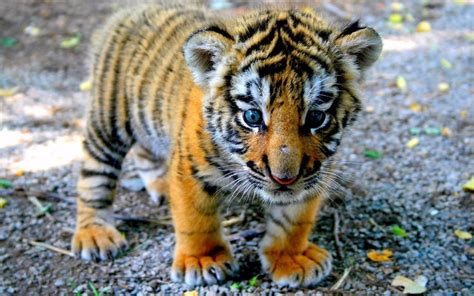 999 Adorable Baby Tiger Cub Glossy Poster Picture Photo Bengal
