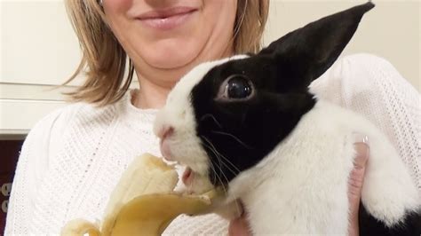 Rabbit Eating Delicious Banana Youtube