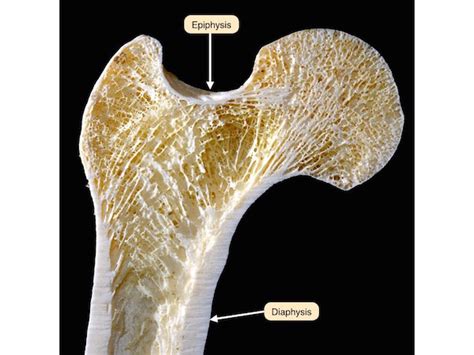Trabecular Vs Cortical Bone Histology Slidesharetrick
