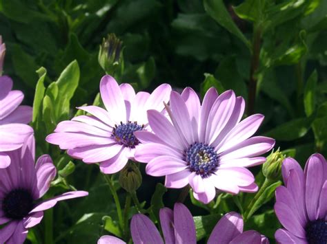 Free Purple Daisy Stock Photo Freeimages Com