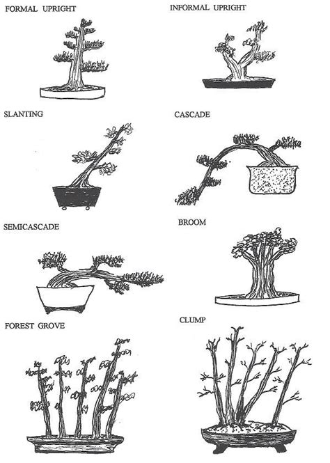 Chinese junipers are particularly popular bonsai trees from temple juniper, common juniper and virginia juniper are less. Bonsai Styles | STEP IN MAKING A BONSAI: | Bonsai ...