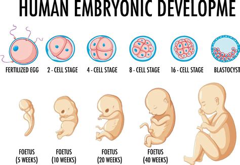 desarrollo embrionario humano en infografía humana Vector en