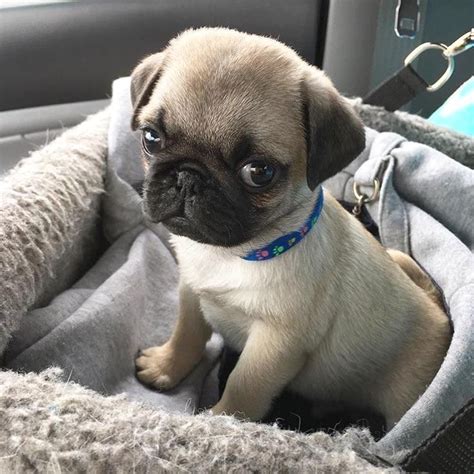 The Cutest Puppy Of The Day 24 Pics Cutepugpuppies Cute Puppy Dog