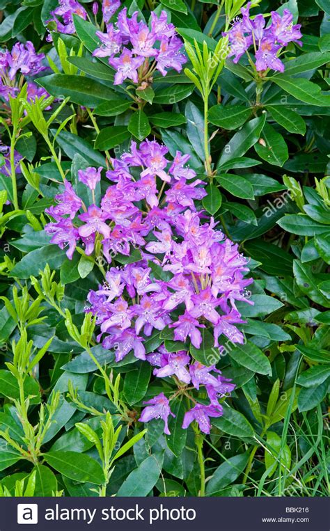 Rhododendron Ponticum Invasive Hi Res Stock Photography And Images Alamy