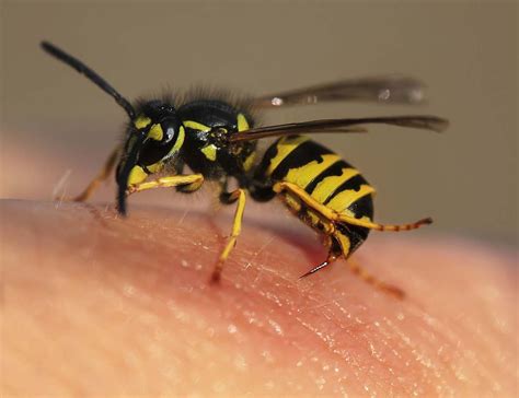 69 Best Of Do Wasps Leave A Sting In Your Skin Insectza