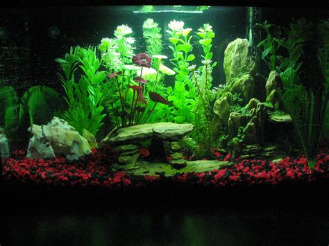 Tank Examples 20 Gallon African Cichlids African