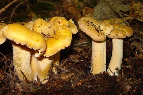 Oregon Edible Mushrooms