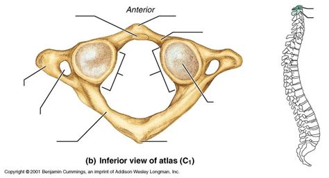 The histology lab introductory videos; Atlas Bone and Placement in the Spine | Chiropractic ...