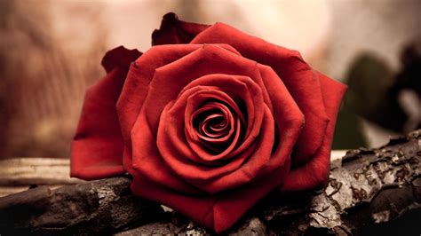 218 rose wallpapers, backgrounds, imagess. Red Rose Desktop Wallpapers - Wallpaper Cave