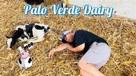 Have You Seen How A Colorado Dairy Farm Works Heres How Its Done At