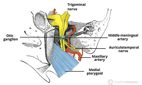 The Infratemporal Fossa Borders Contents Teachmeanatomy