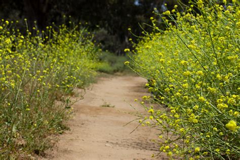 Californias Black Mustard Plant Problem The Simple Hiker