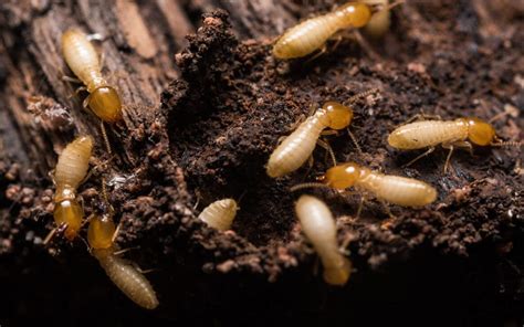 Prevent Termite Infestations In The Home Sunbelt Inspections Of