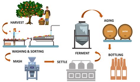 Apple Juice Fermentation Process Encyclopedia Mdpi
