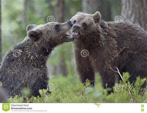 The Cubs Of Brown Bears Playfully Fighting Stock Image Image Of Grass