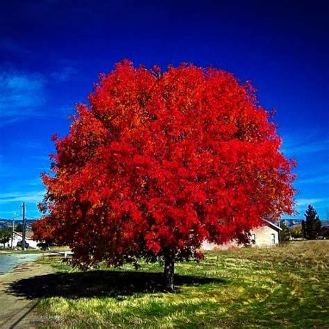 Autumn Blaze Maple Tree For Sale The Tree Center™