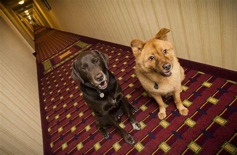 While many hotels charge a nightly fee for pets, others welcome your furry family members at no extra cost (and some even offer complimentary amenities and services just for pets!). 7 Pet-Friendly Hotel Chains | Fodor's Travel