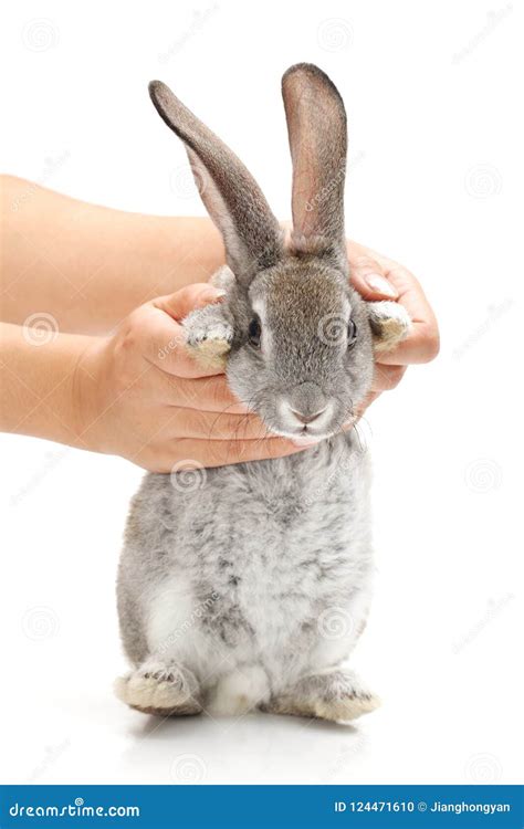 Rabbit On Hand Stock Photo Image Of Cute Isolated 124471610