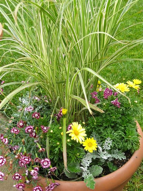 How To Grown A Drought Resistant Container Garden With Images
