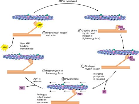 How Atp Is Used For Muscle Contraction Wasfa Blog