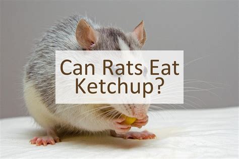 Can Rats Eat Ketchup Pet Food Mentor