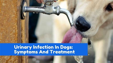 Urinary Infection In Dogs Symptoms And Treatment Youtube