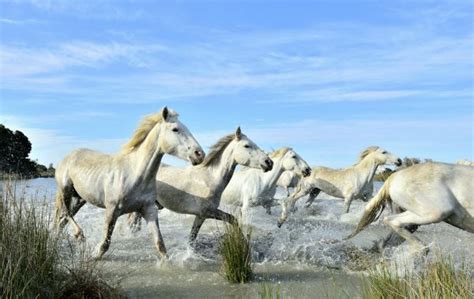 White Horses In Camargue France Stock Photo By ©ventdusud 339652248