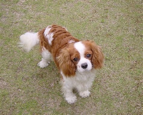 Cavalier King Charles Spaniel Pictures Information