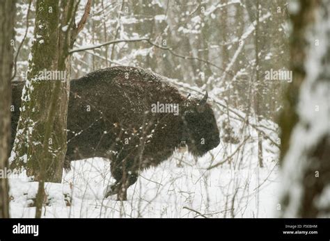 European Bison Bison Bonasus Bull Bialowieza National Park