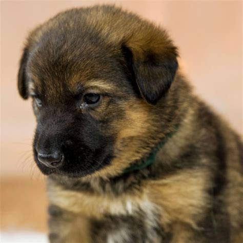 1 German Shepherd Puppies For Sale By Uptown Puppies