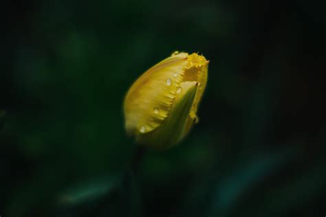 5904x3941 Px Green Herbarium Spring Tulips Yellow High Quality