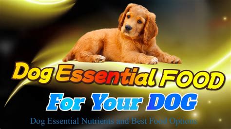 The Ultimate Guide To Feeding Your Dog Essential Nutrients And Best