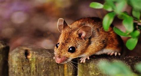 تفسير حلم الفأر الكبير للعزباء