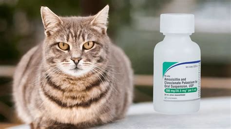 دواء أموكسيسيلين للقطط؛ تعرف إلى دواعي استعماله وأنواعه وجرعاته