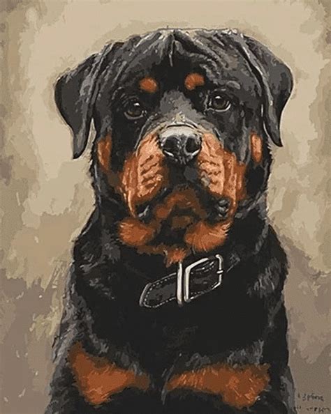 Paint By Numbers Kit Dog Rottweiler Just Paint By Number