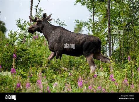Largest Deer In North America Hi Res Stock Photography And Images Alamy